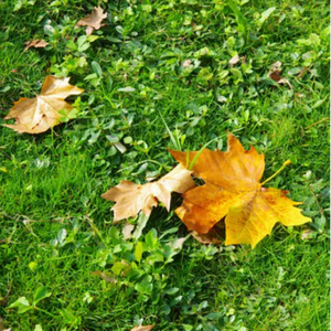 歐美女人讓粗大機巴操逼

